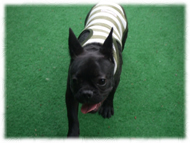 �t�����`�u���h�b�O�i�t���u���j�摜