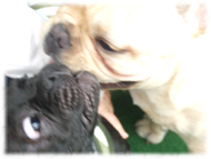 �t�����`�u���h�b�O�i�t���u���j�摜