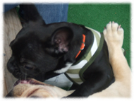 �t�����`�u���h�b�O�i�t���u���j�摜