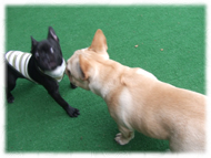 �t�����`�u���h�b�O�i�t���u���j�摜