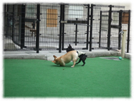 �t�����`�u���h�b�O�i�t���u���j�摜