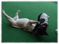 �t�����`�u���h�b�O�i�t���u���j�摜