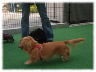 �t�����`�u���h�b�O�i�t���u���j�摜