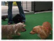 �t�����`�u���h�b�O�i�t���u���j�摜