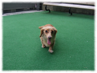 �t�����`�u���h�b�O�i�t���u���j�摜