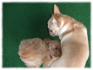 �t�����`�u���h�b�O�i�t���u���j�摜