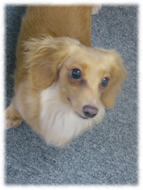 �t�����`�u���h�b�O�i�t���u���j�摜