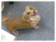 �t�����`�u���h�b�O�i�t���u���j�摜