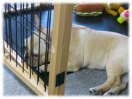 �t�����`�u���h�b�O�i�t���u���j�摜