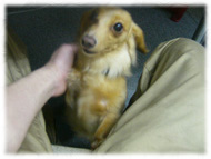 �t�����`�u���h�b�O�i�t���u���j�摜