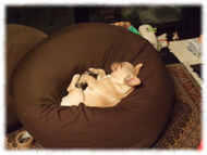 �t�����`�u���h�b�O�i�t���u���j�摜