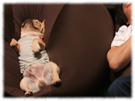 �t�����`�u���h�b�O�i�t���u���j�摜