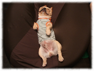 �t�����`�u���h�b�O�i�t���u���j�摜