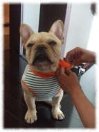 �t�����`�u���h�b�O�i�t���u���j�摜