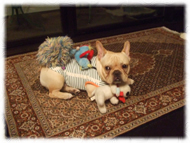 �t�����`�u���h�b�O�i�t���u���j�摜