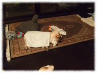 �t�����`�u���h�b�O�i�t���u���j�摜