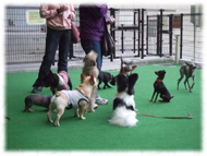 �t�����`�u���h�b�O�i�t���u���j�摜