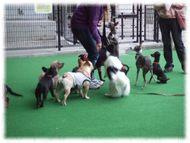 �t�����`�u���h�b�O�i�t���u���j�摜