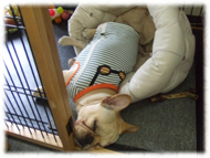 �t�����`�u���h�b�O�i�t���u���j�摜