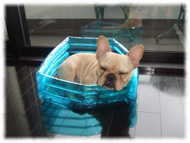 �t�����`�u���h�b�O�i�t���u���j�摜