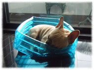 �t�����`�u���h�b�O�i�t���u���j�摜