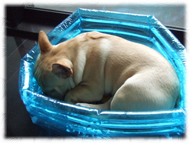 �t�����`�u���h�b�O�i�t���u���j�摜