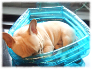 �t�����`�u���h�b�O�i�t���u���j�摜