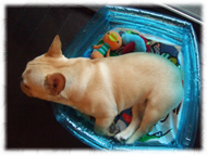 �t�����`�u���h�b�O�i�t���u���j�摜