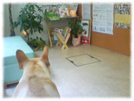 �t�����`�u���h�b�O�i�t���u���j�摜