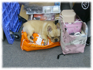 �t�����`�u���h�b�O�i�t���u���j�摜