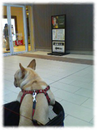 �t�����`�u���h�b�O�i�t���u���j�摜