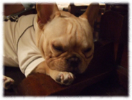 �t�����`�u���h�b�O�i�t���u���j�摜