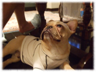 �t�����`�u���h�b�O�i�t���u���j�摜