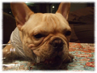 �t�����`�u���h�b�O�i�t���u���j�摜