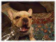 �t�����`�u���h�b�O�i�t���u���j�摜