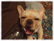 �t�����`�u���h�b�O�i�t���u���j�摜