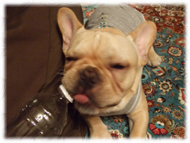 �t�����`�u���h�b�O�i�t���u���j�摜