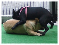 �t�����`�u���h�b�O�i�t���u���j�摜