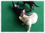 �t�����`�u���h�b�O�i�t���u���j�摜