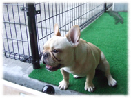 �t�����`�u���h�b�O�i�t���u���j�摜