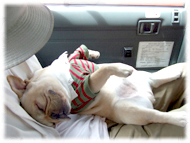 �t�����`�u���h�b�O�i�t���u���j�摜