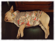 �t�����`�u���h�b�O�i�t���u���j�摜