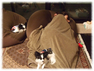 �t�����`�u���h�b�O�i�t���u���j�摜