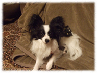 �t�����`�u���h�b�O�i�t���u���j�摜