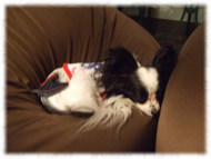 �t�����`�u���h�b�O�i�t���u���j�摜