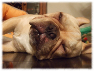 �t�����`�u���h�b�O�i�t���u���j�摜