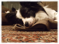 �t�����`�u���h�b�O�i�t���u���j�摜