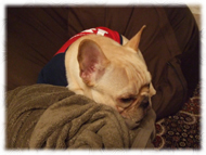 �t�����`�u���h�b�O�i�t���u���j�摜