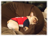 �t�����`�u���h�b�O�i�t���u���j�摜