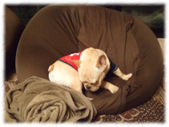 �t�����`�u���h�b�O�i�t���u���j�摜